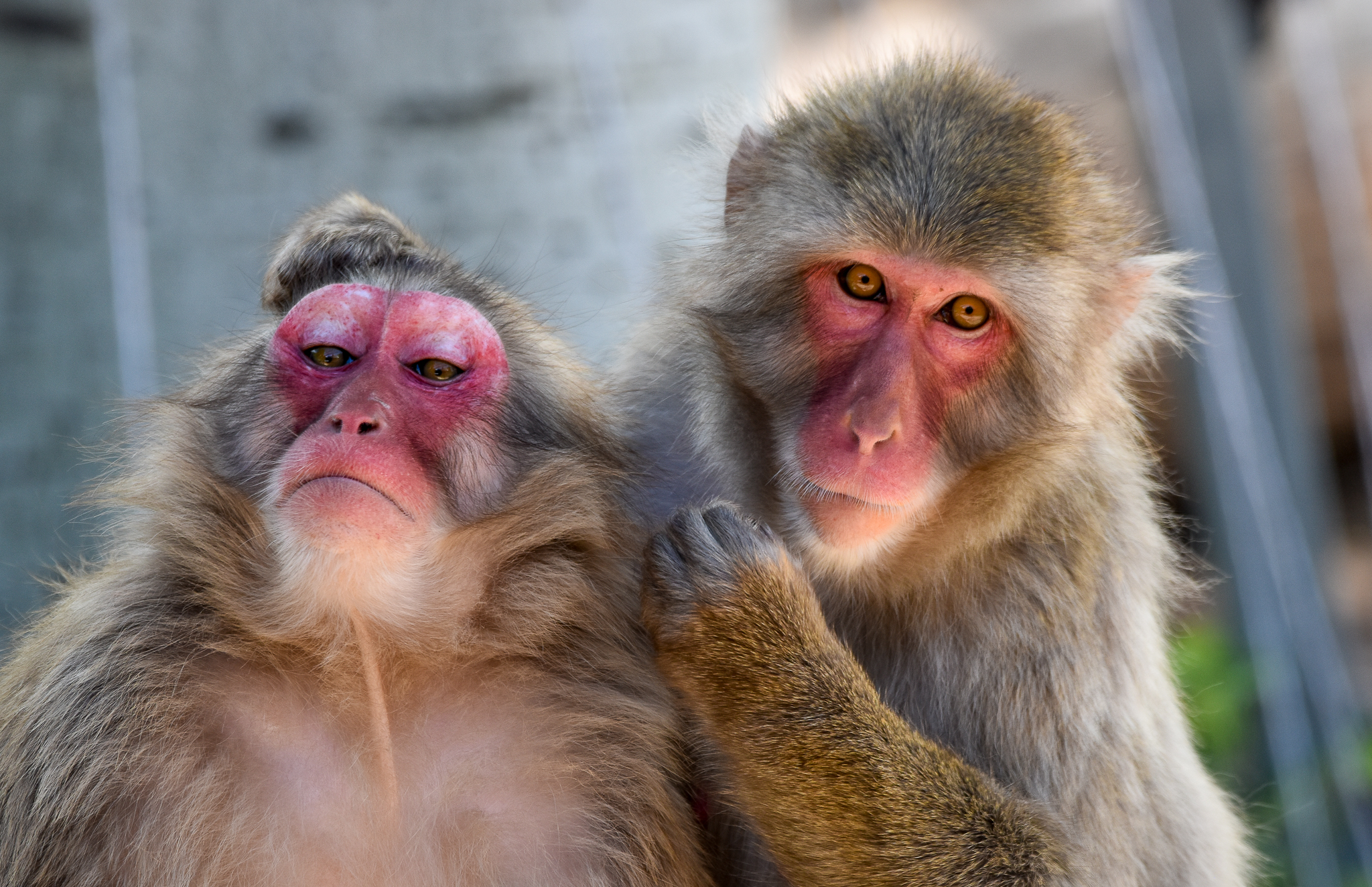 Japanese Macaques