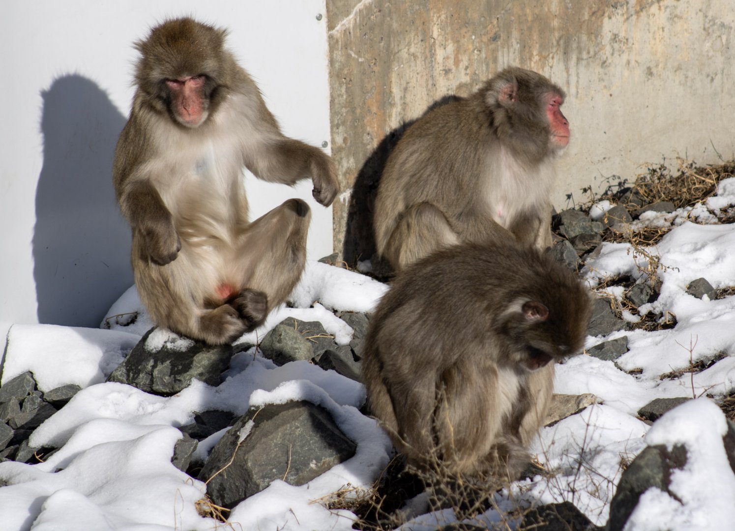 Japanese Macaques