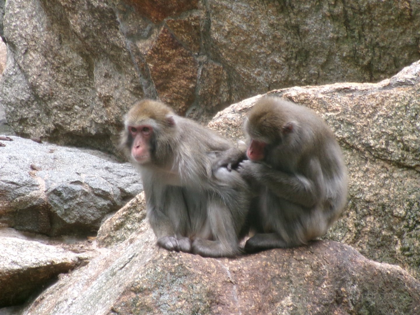Japanese macaques