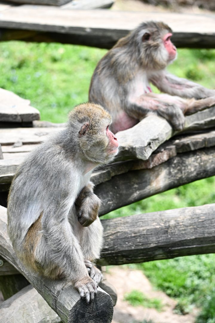 Japanese macaques