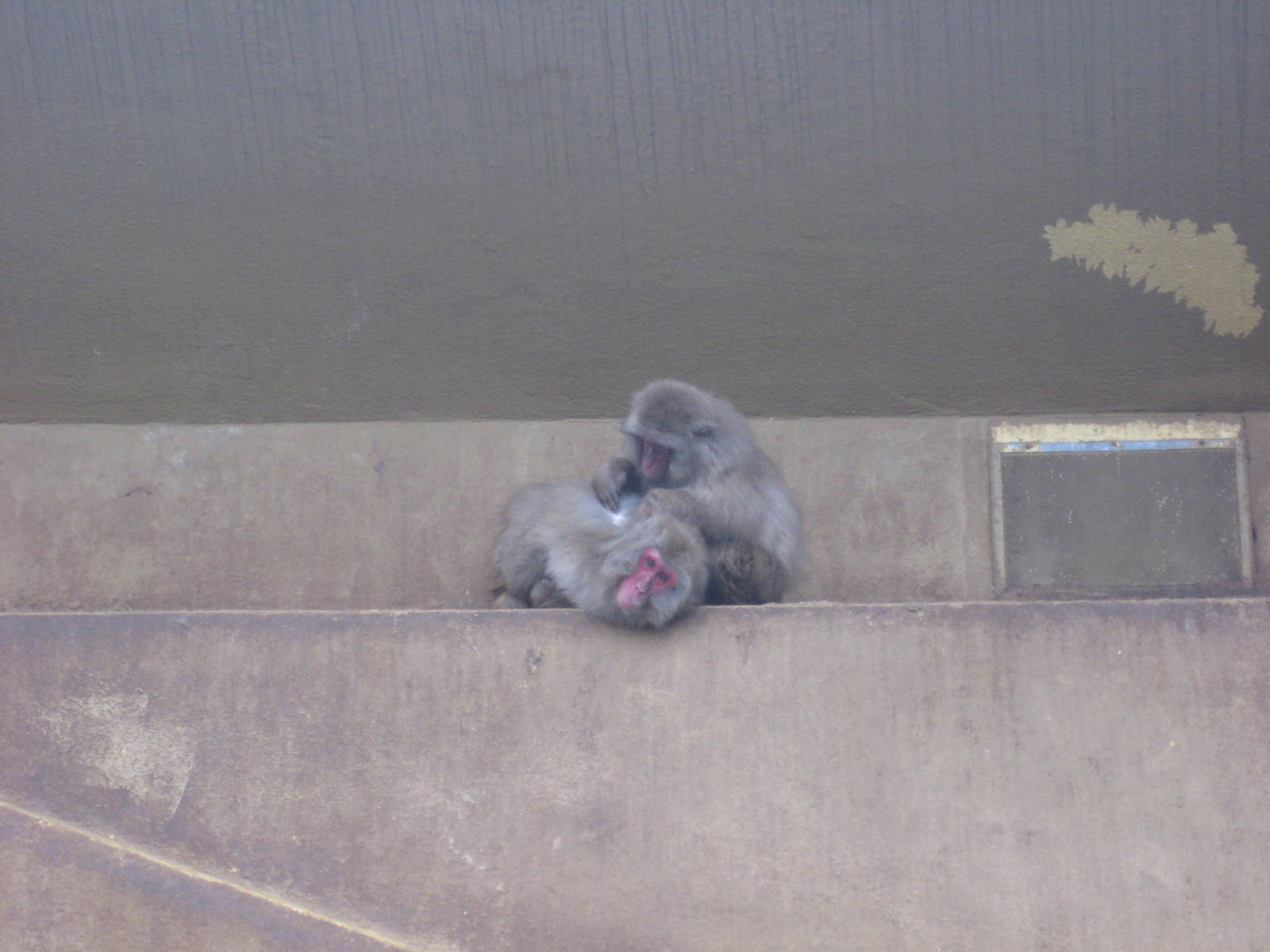 Japanese macaques