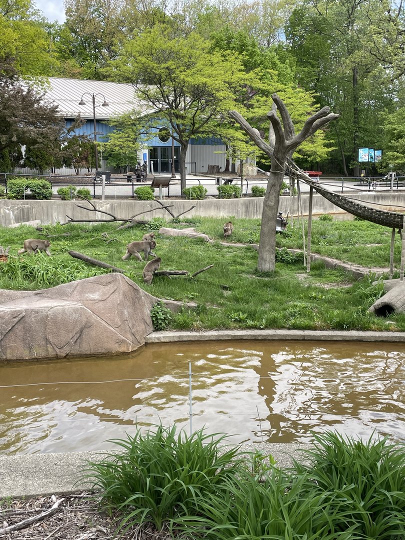 Japanese Macauques (5/23/22)