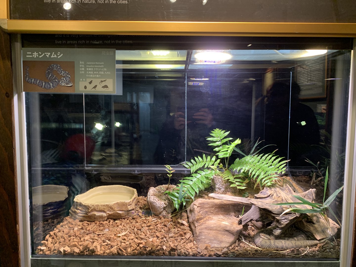 Japanese Mamushi Exhibit