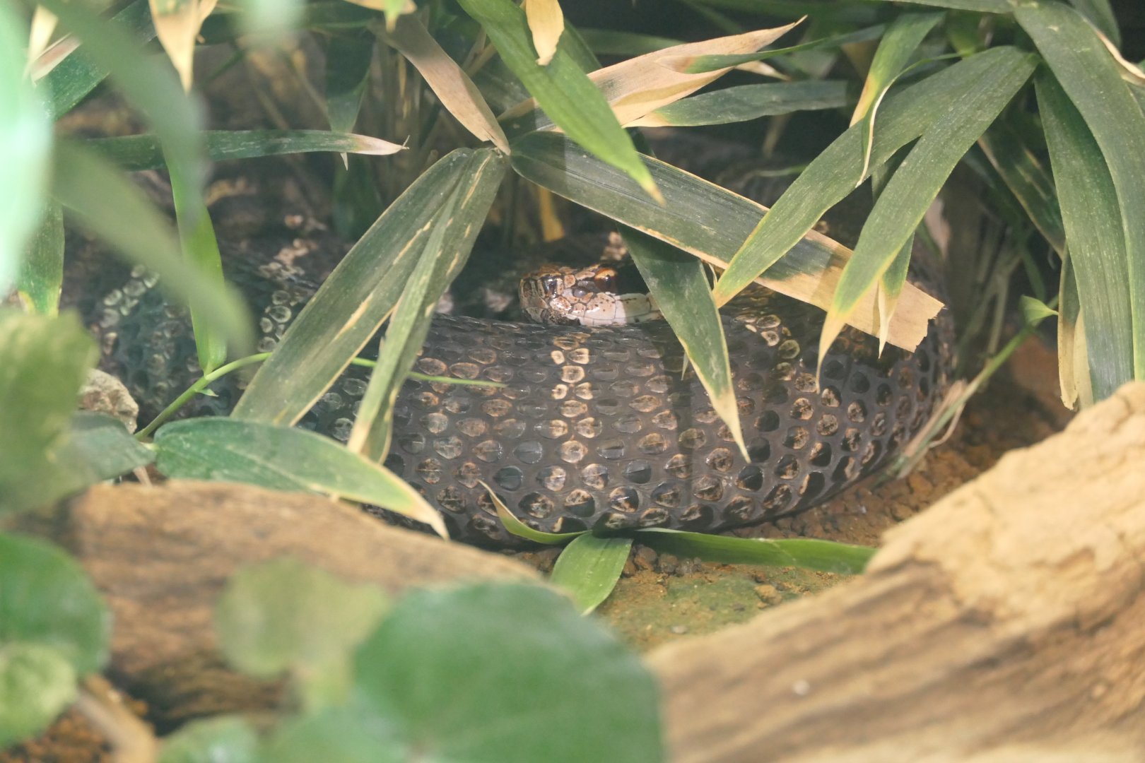 Japanese Mamushi (Gloydius blomhoffi)