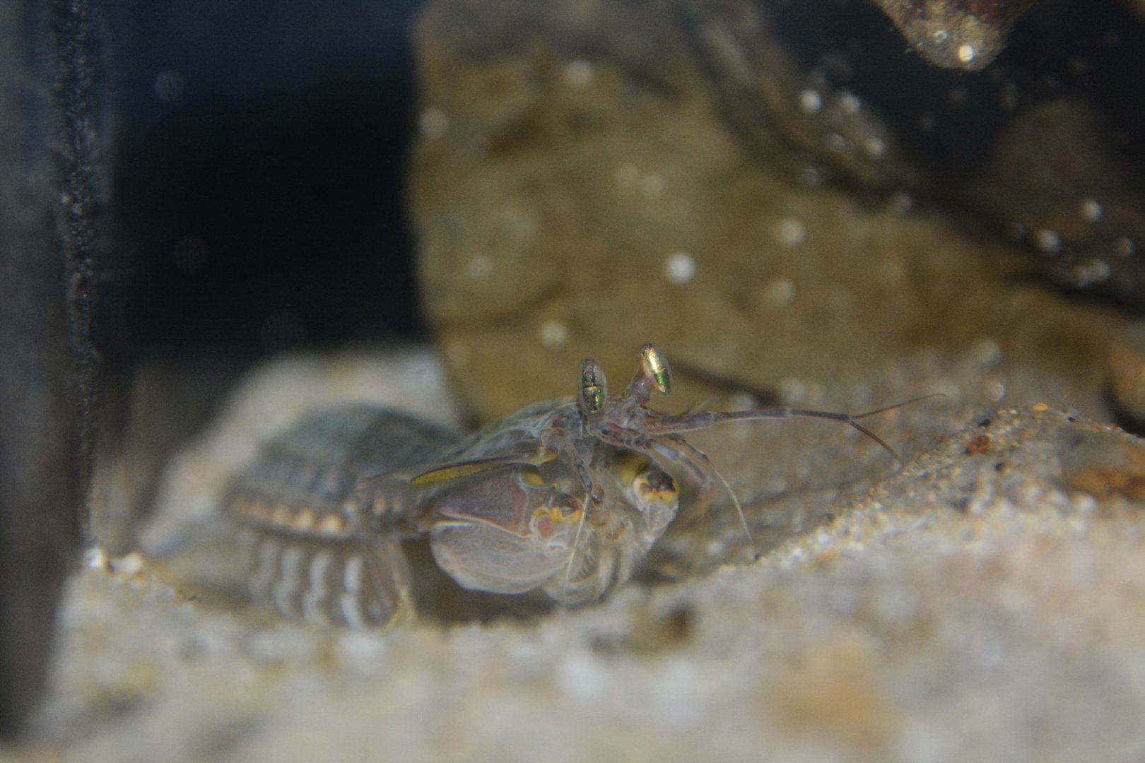 Japanese mantis shrimp (Oratosquilla oratoria)