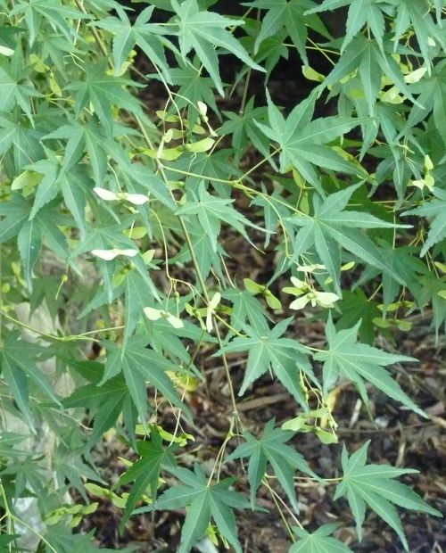 Japanese maple (Acer palmatum)
