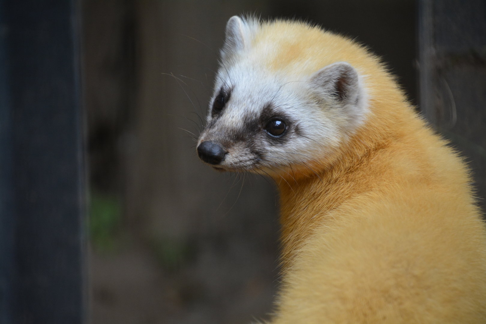 Japanese marten (Martes melampus melampus)