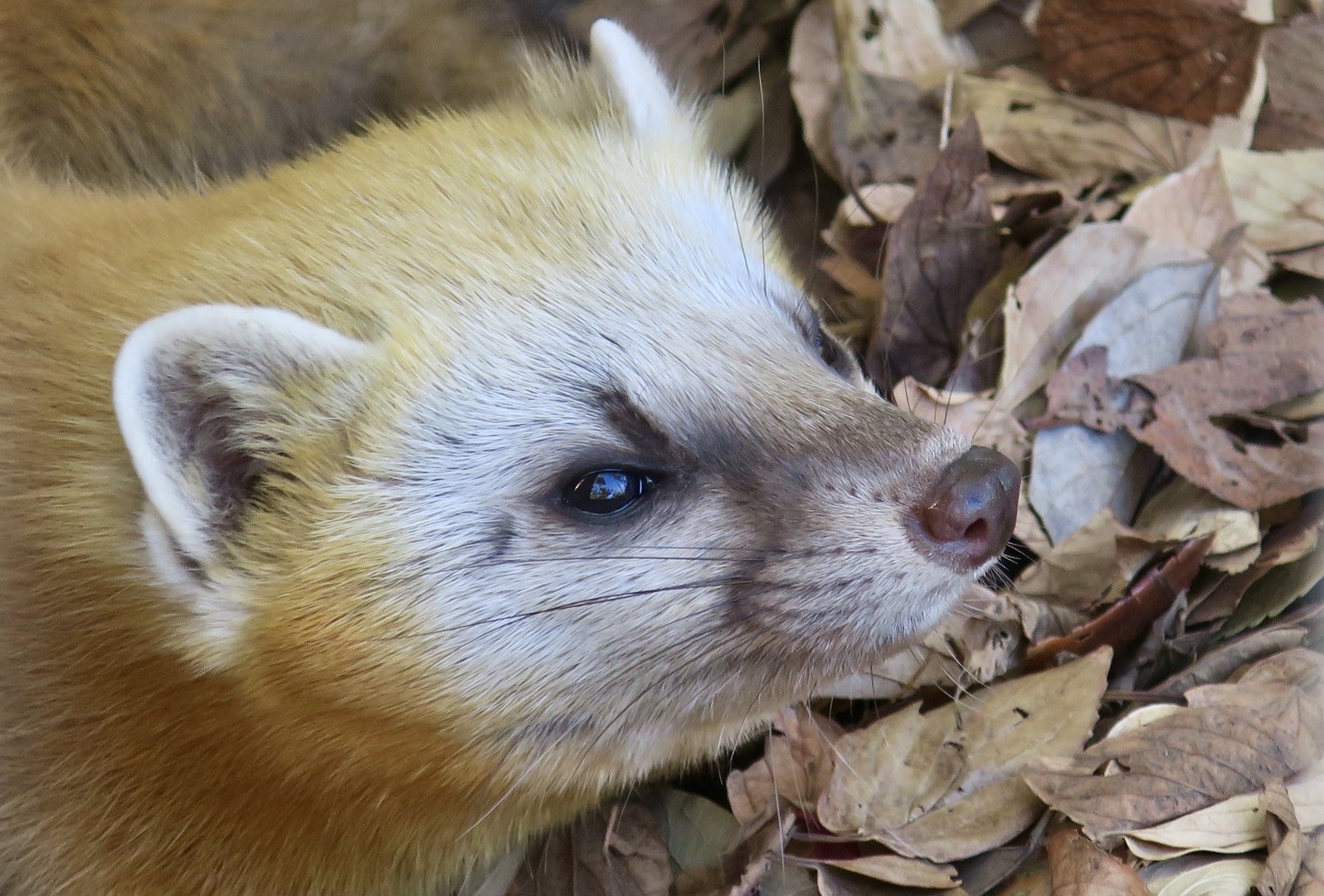 Japanese Marten (Martes melampus melampus)
