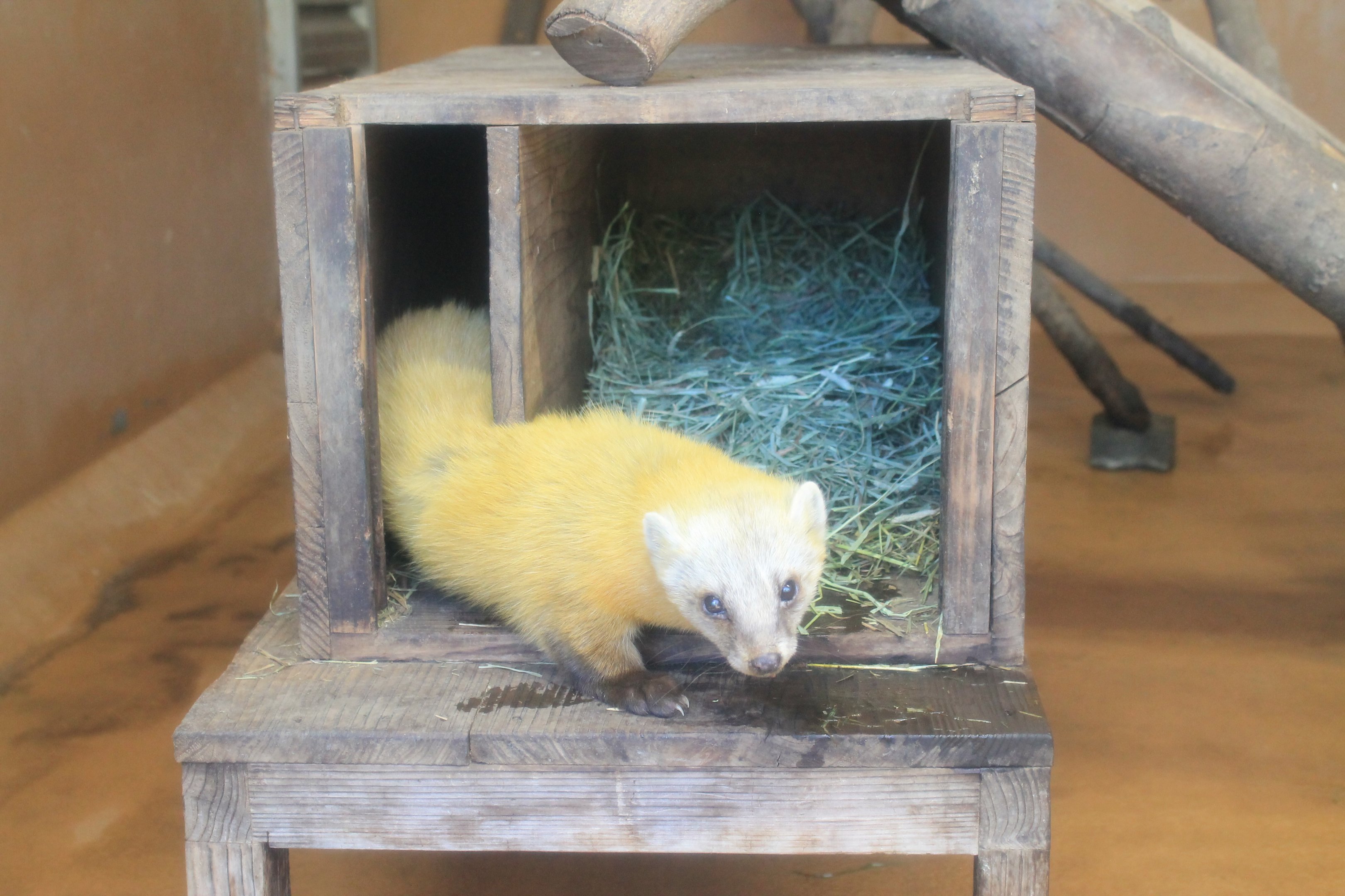 Japanese Marten (Martes melampus melampus)