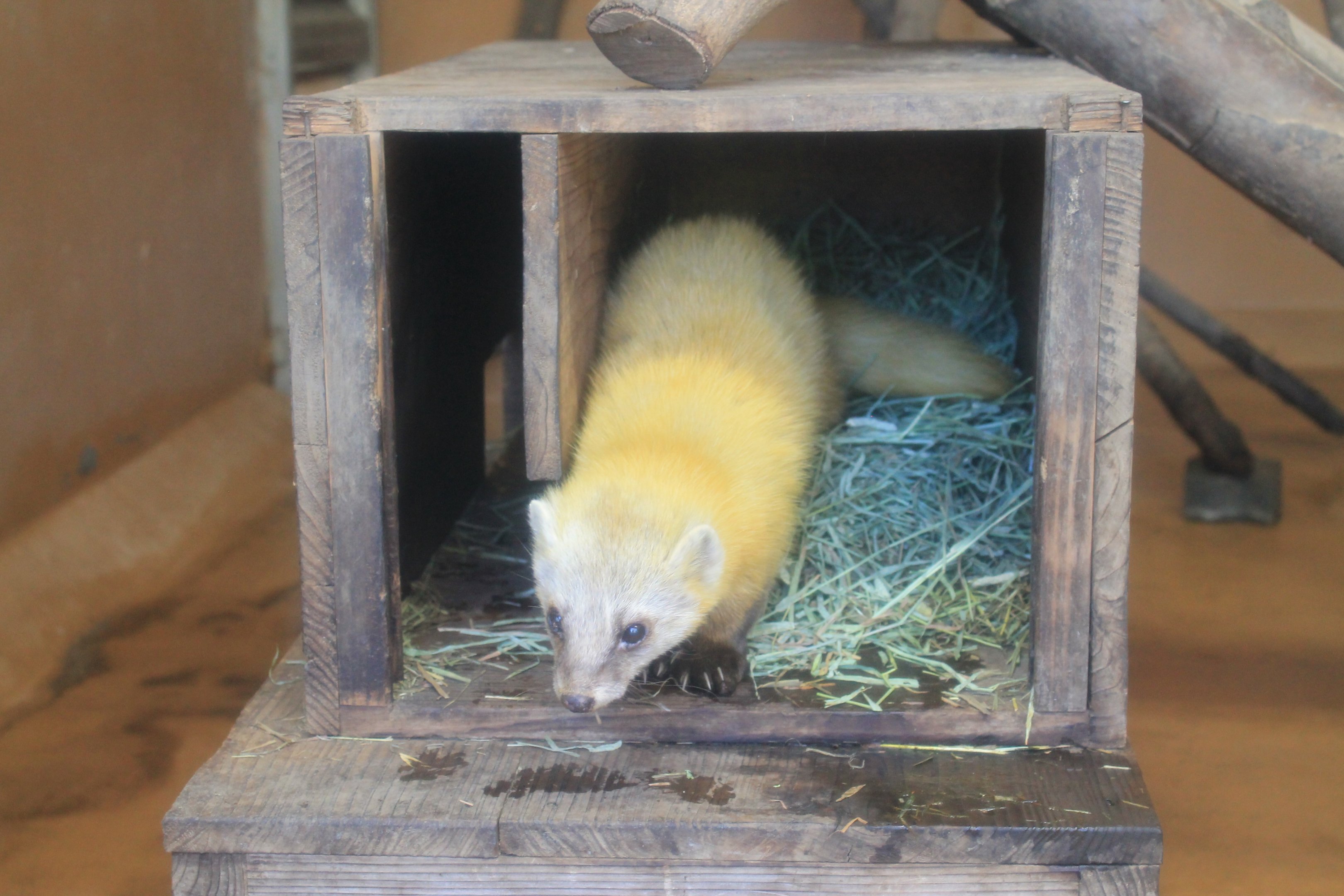 Japanese Marten (Martes melampus melampus)