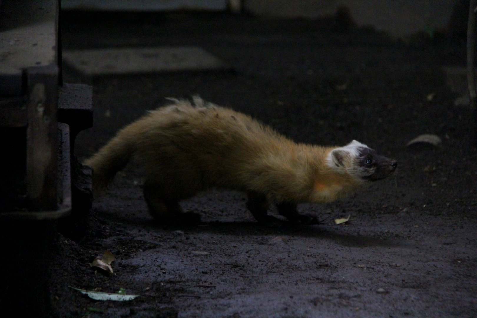 Japanese marten (Martes melampus)