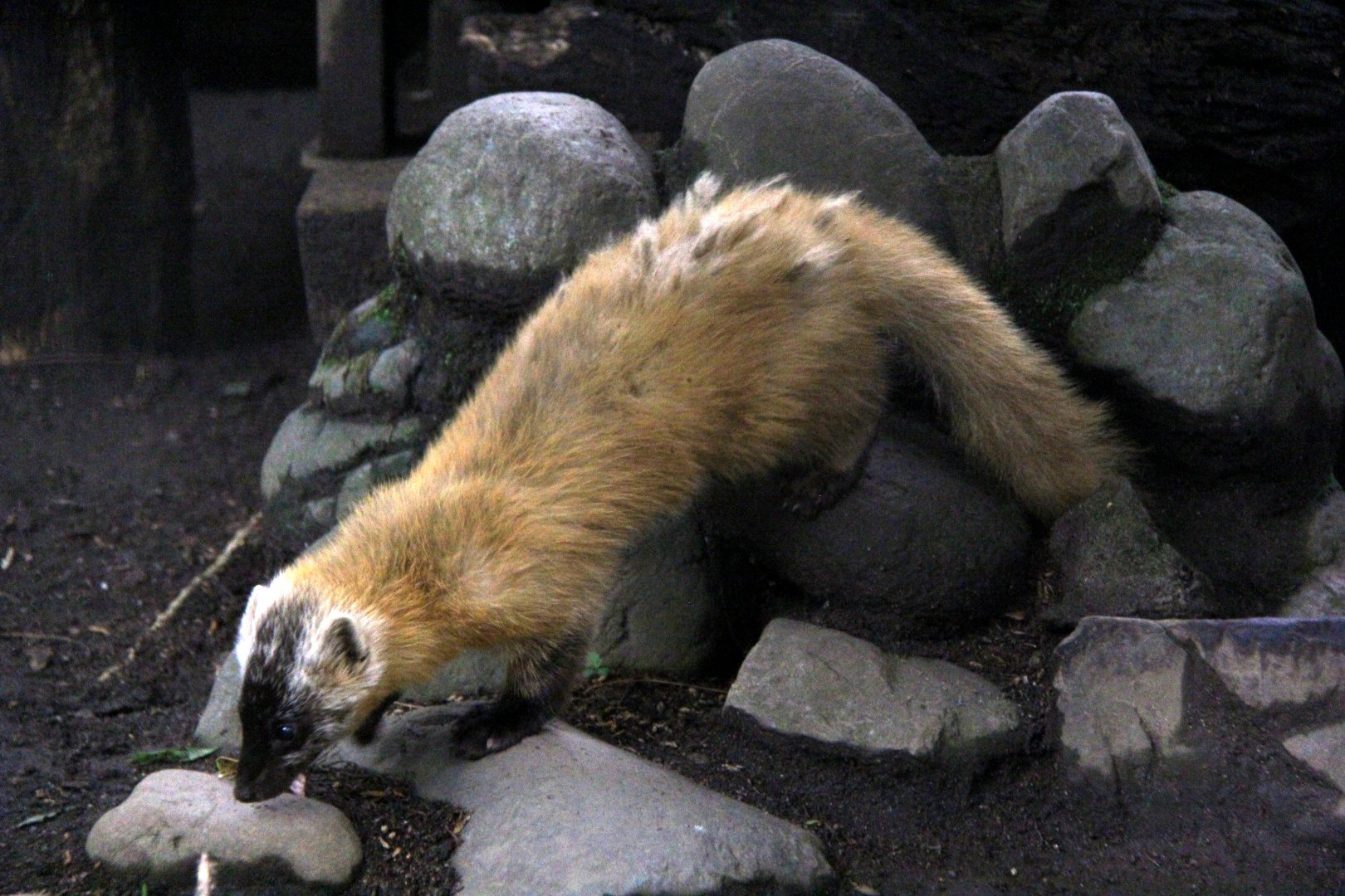 Japanese marten (Martes melampus)