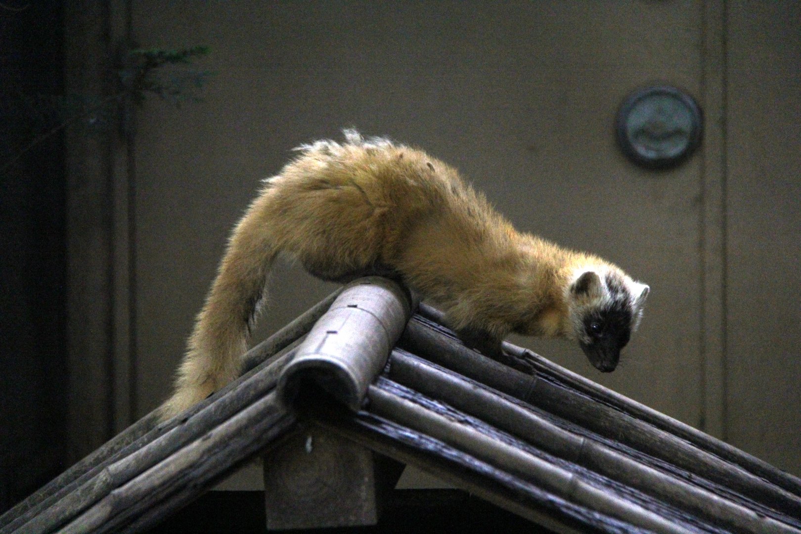 Japanese marten (Martes melampus)