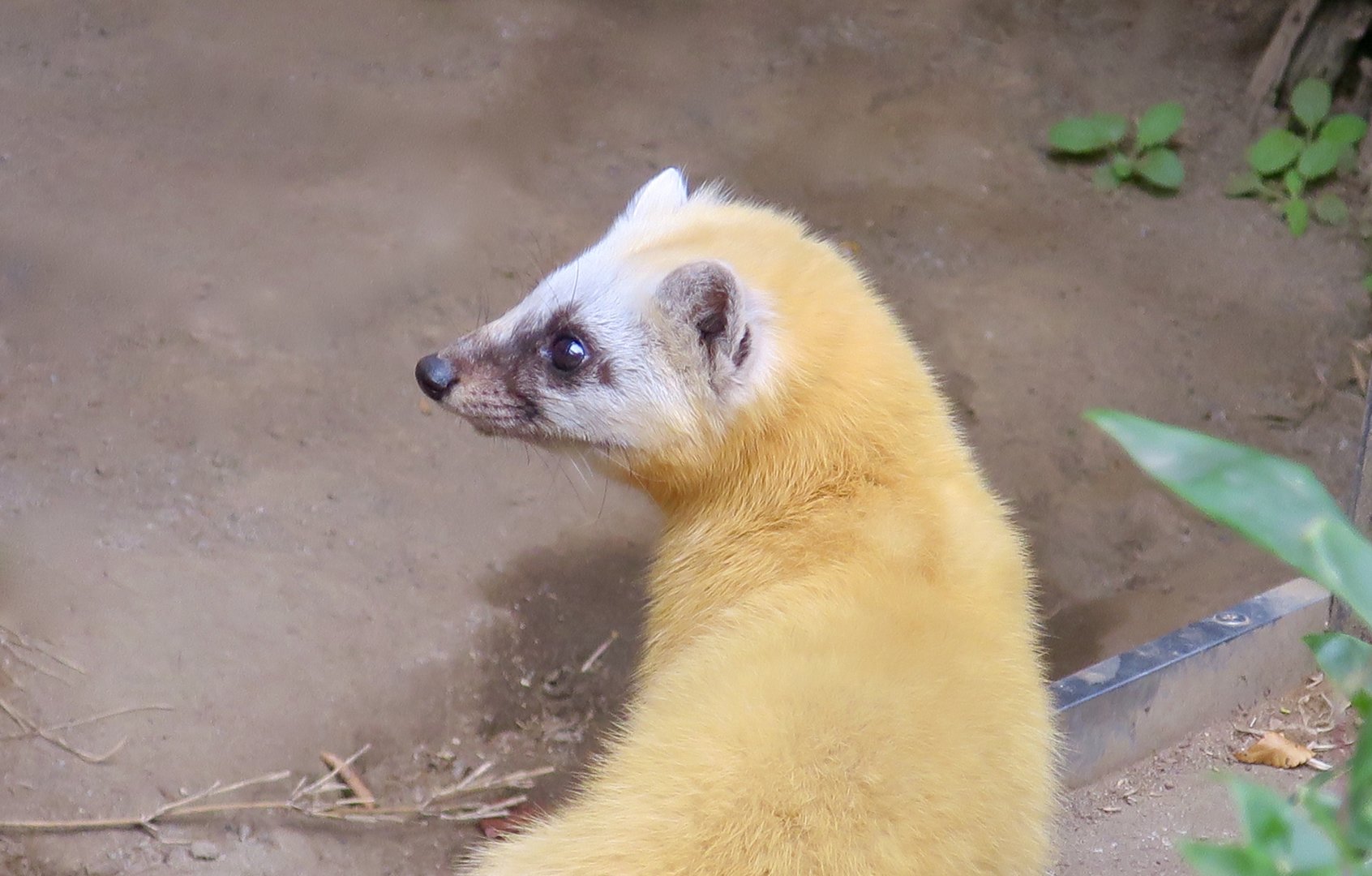 Japanese Marten (Martes melampus)