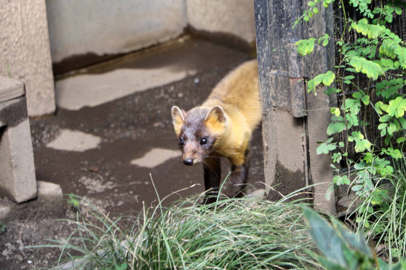 Japanese marten, October 2017