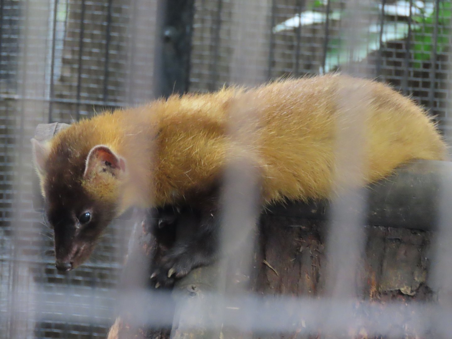 Japanese marten