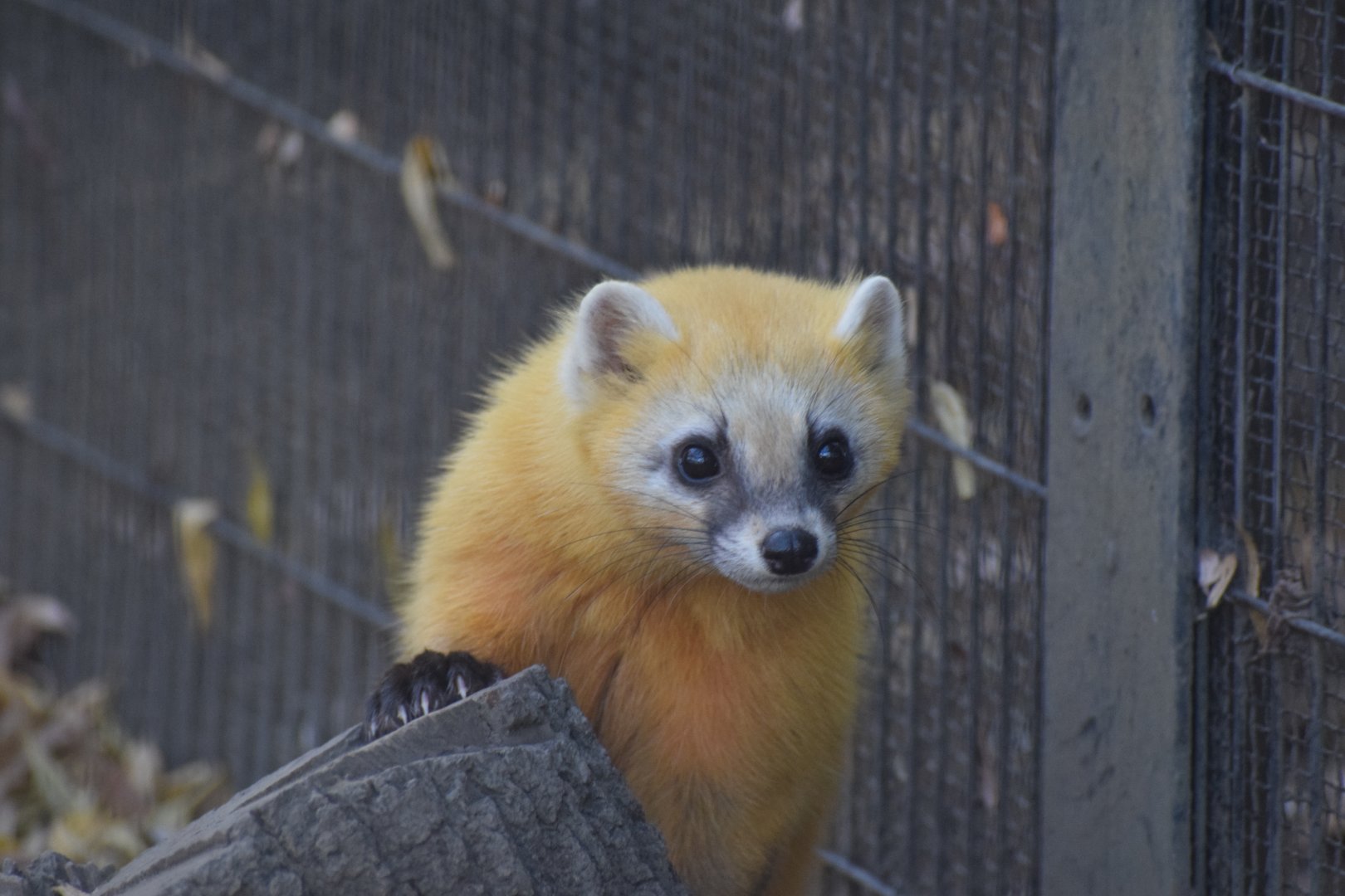 Japanese marten