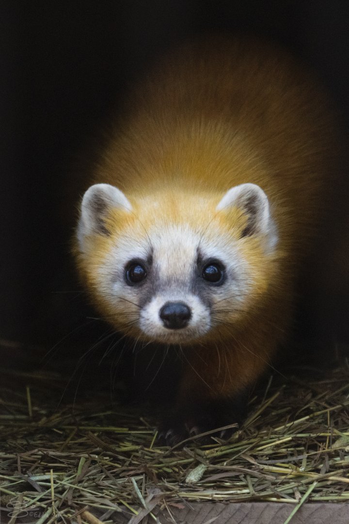 Japanese Marten