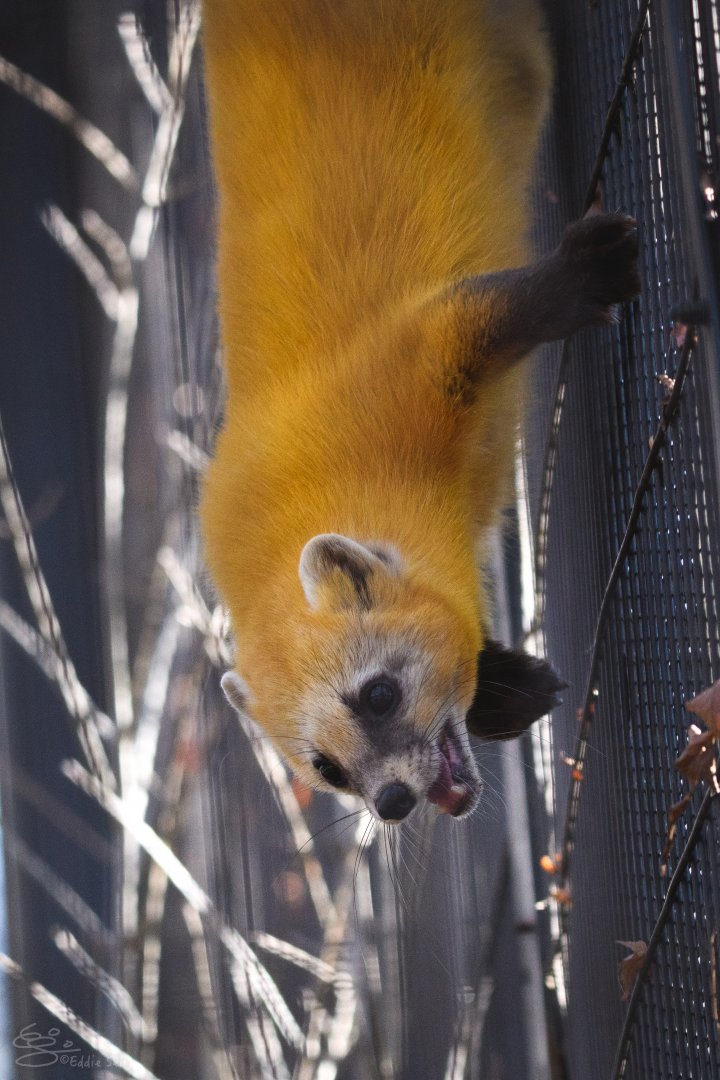 Japanese Marten