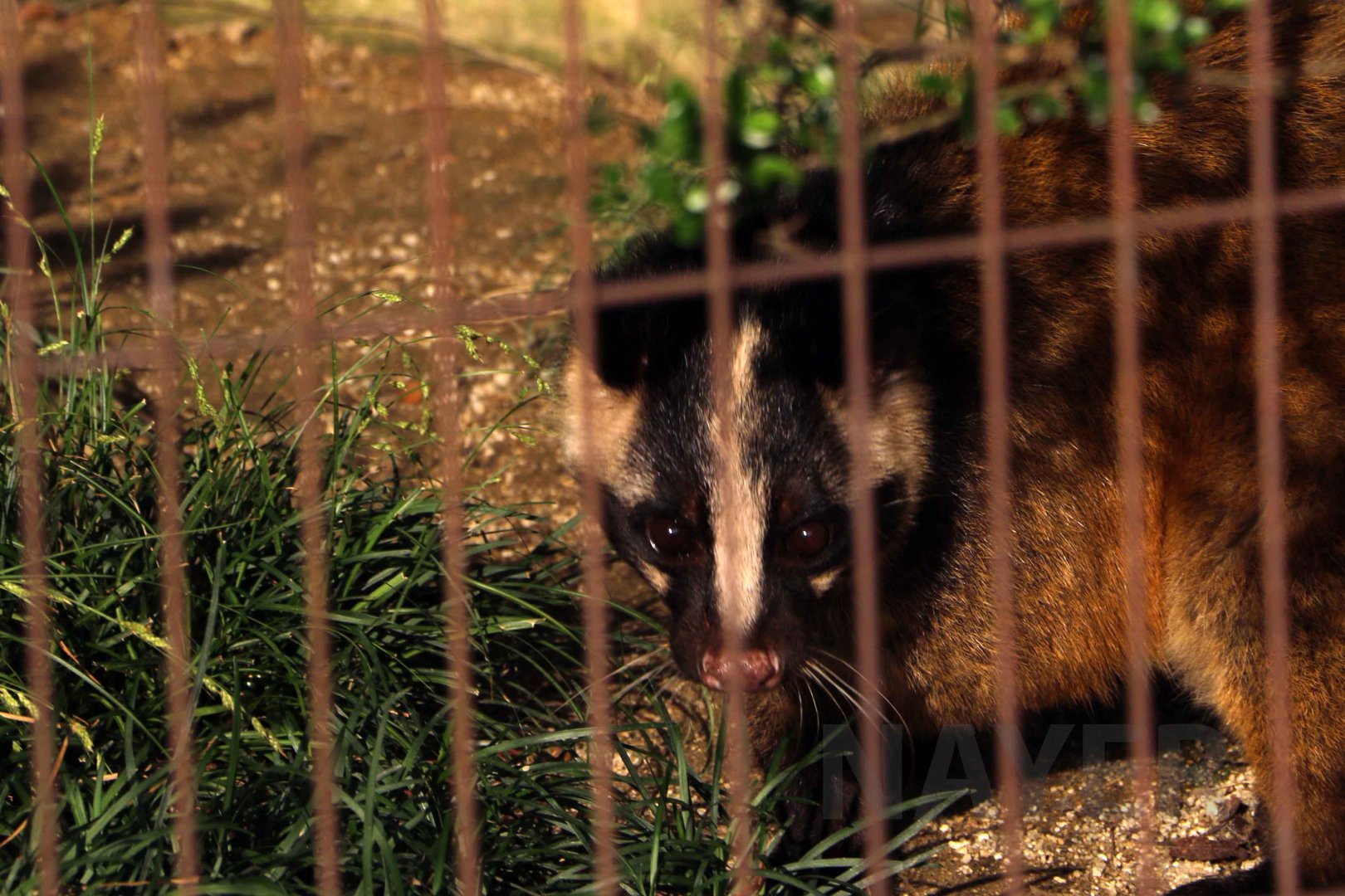 Japanese masked palm civet, October 2017