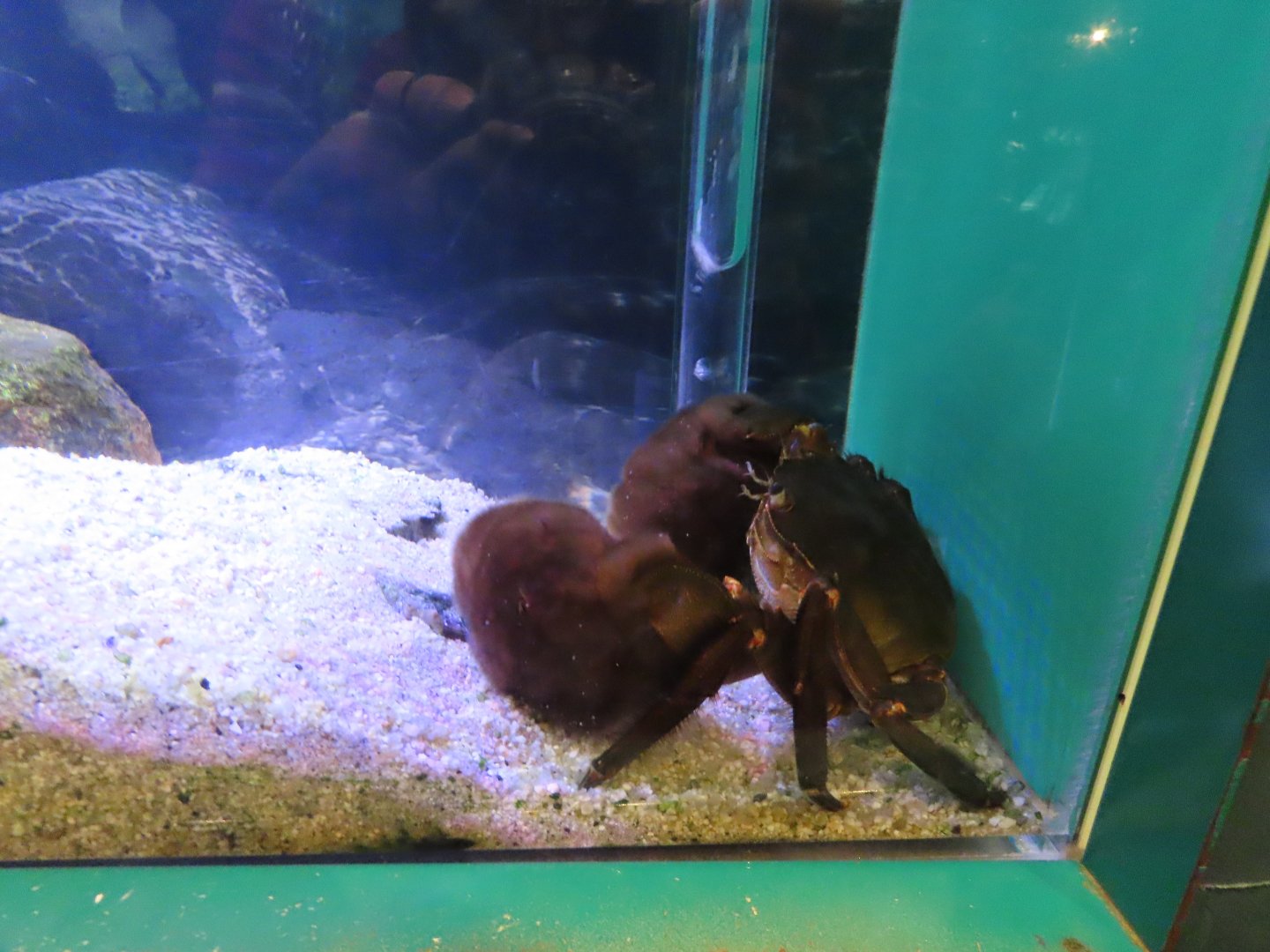 Japanese mitten crab (Eriocheir japonica)