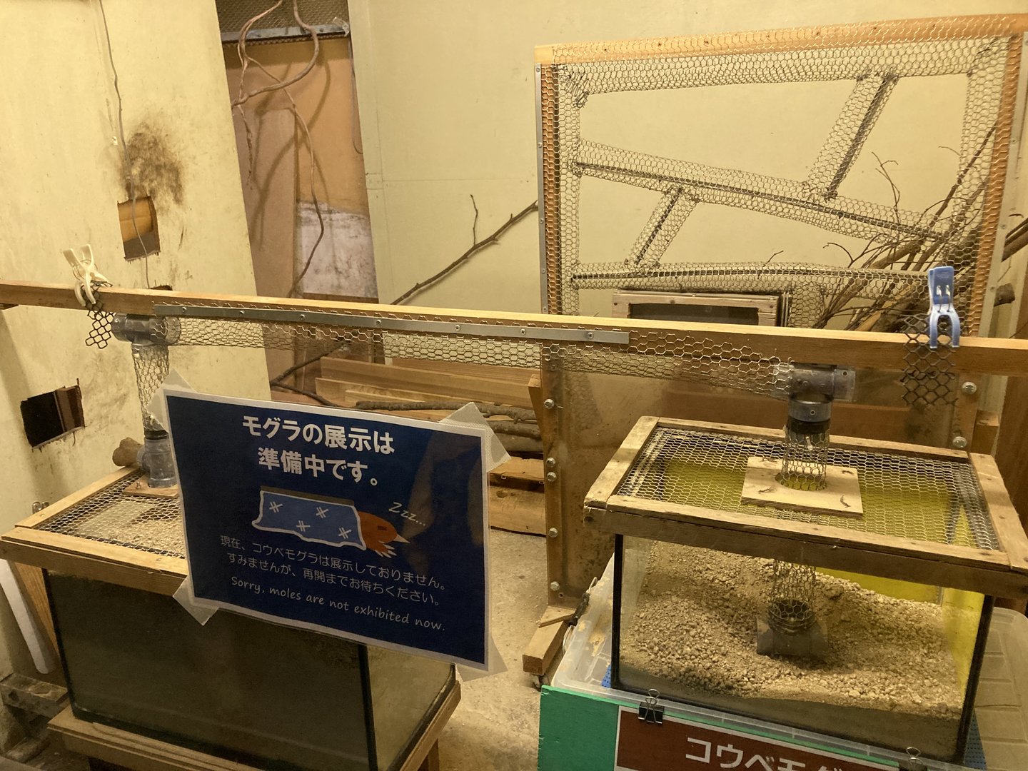 Japanese mole exhibit