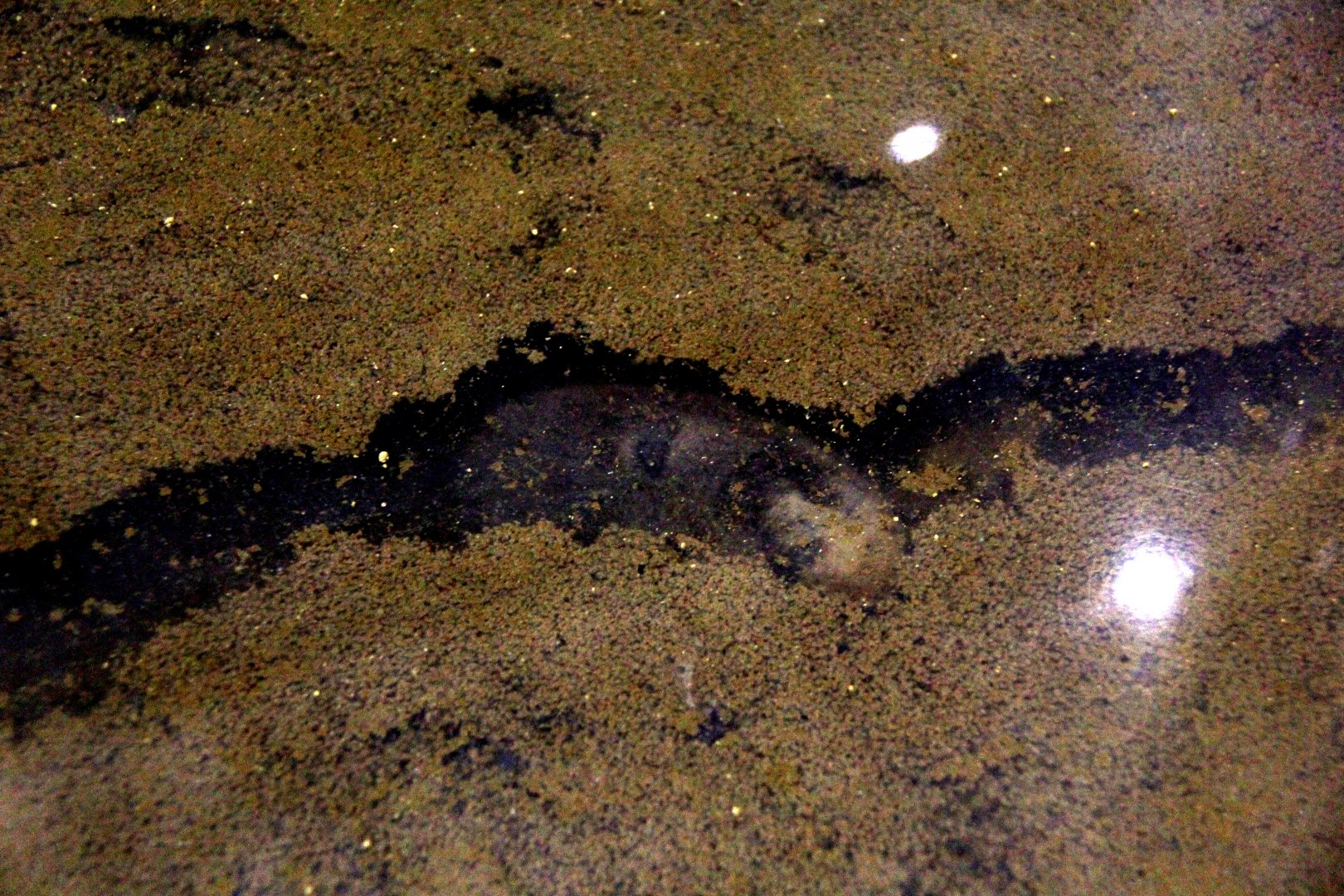 Japanese mole (Mogera wogura)