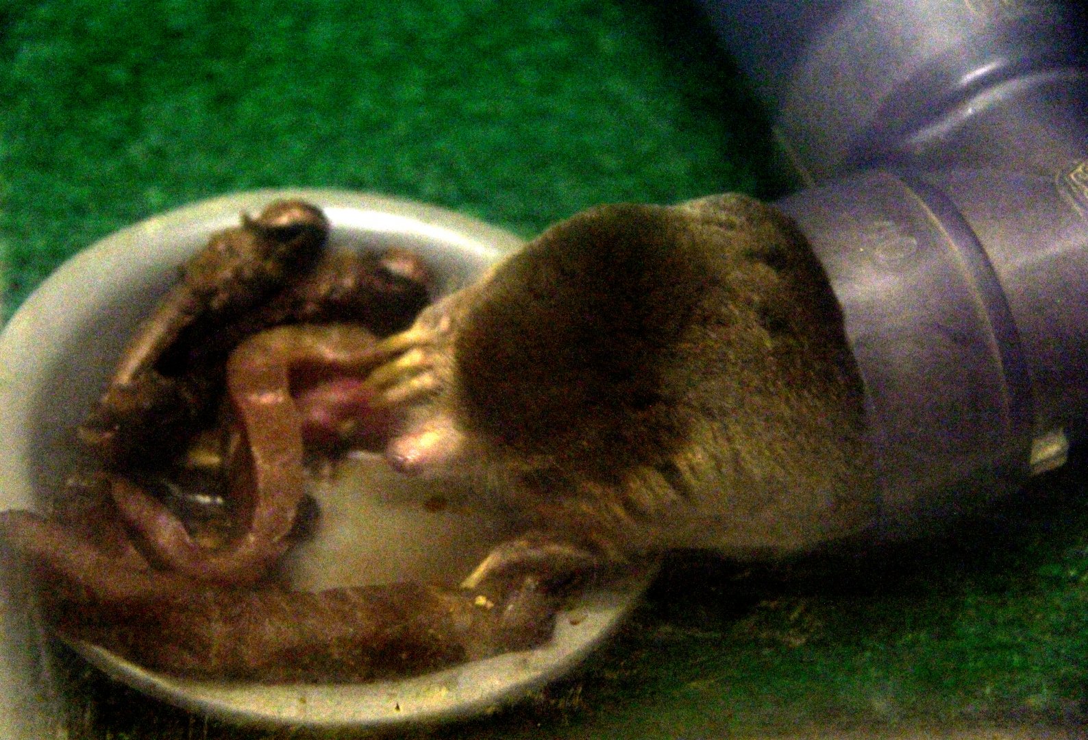 Japanese mole (Mogera wogura)
