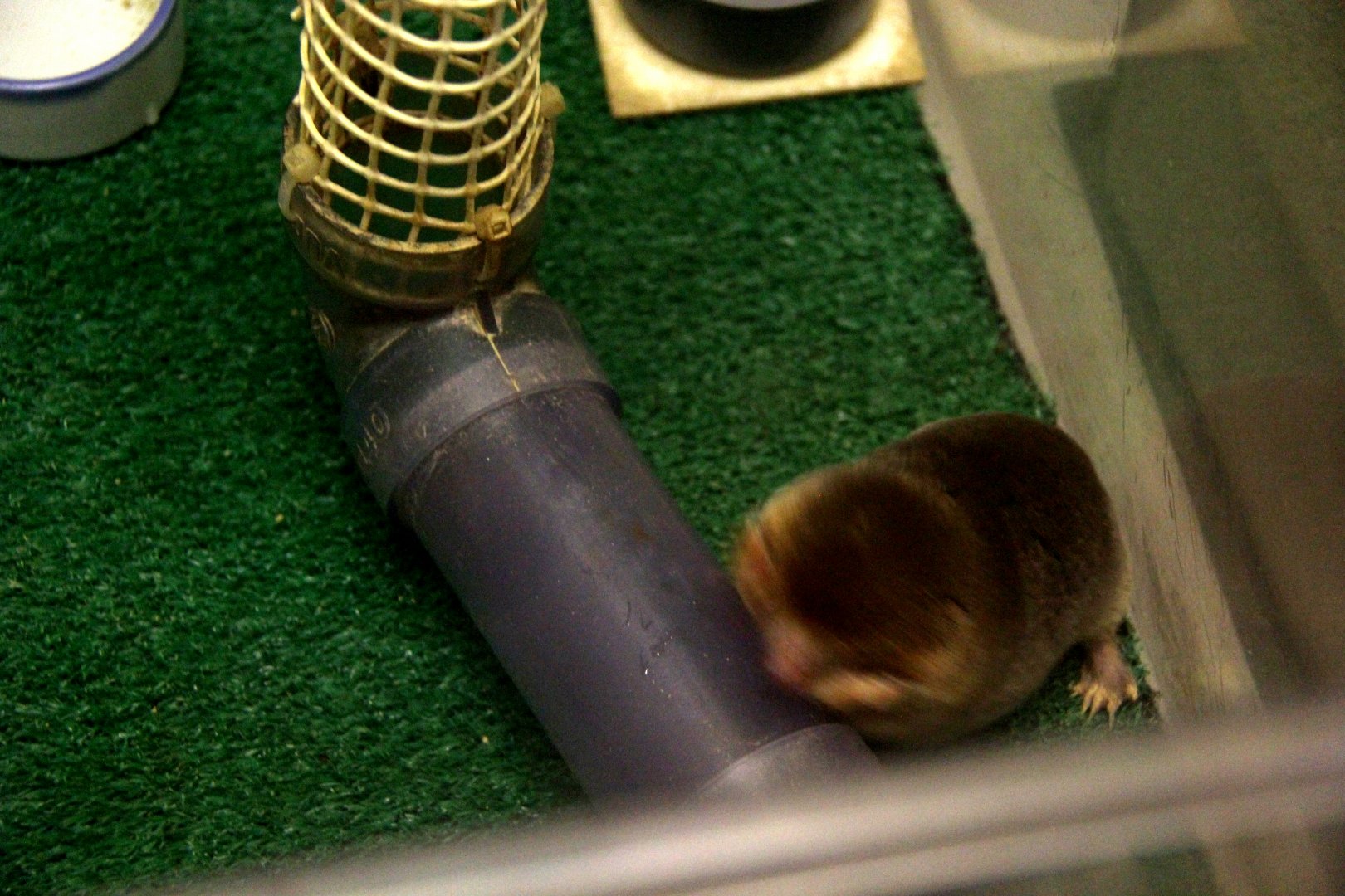 Japanese mole (Mogera wogura)