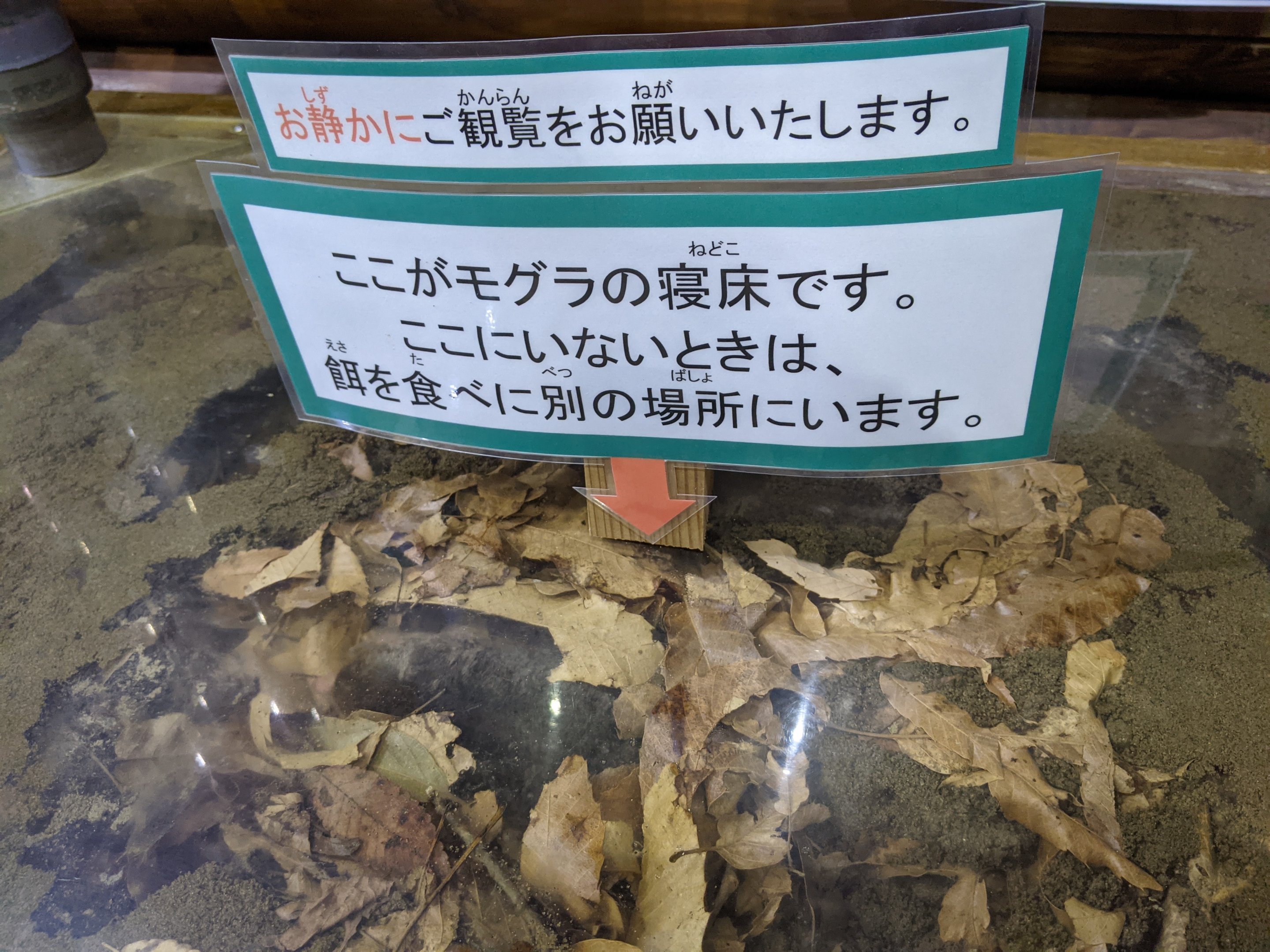 Japanese Mole (Mogera wogura)