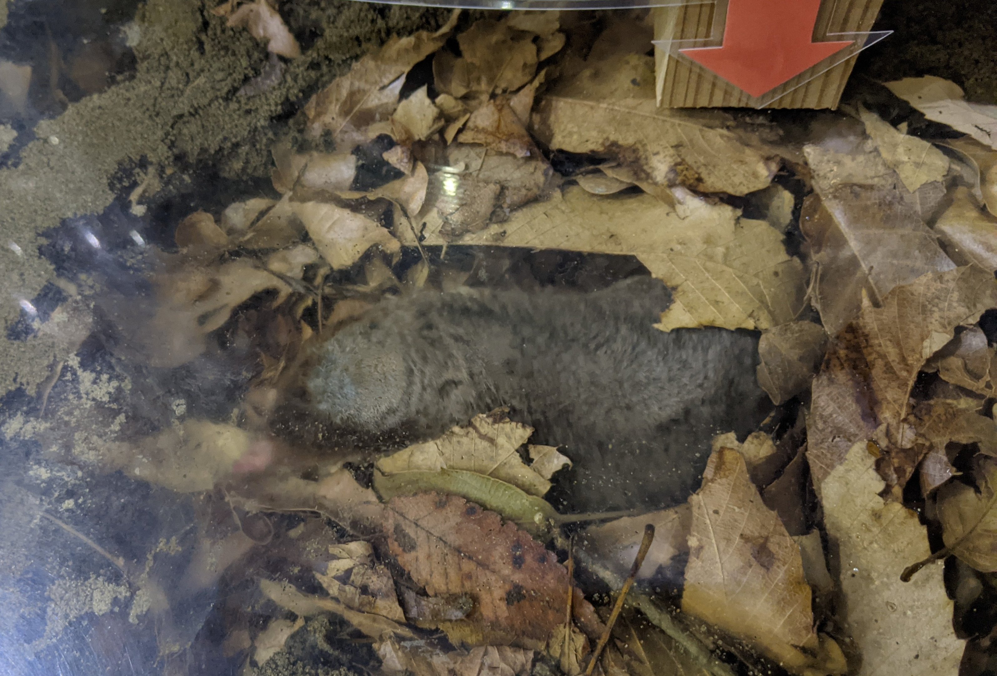 Japanese Mole (Mogera wogura)