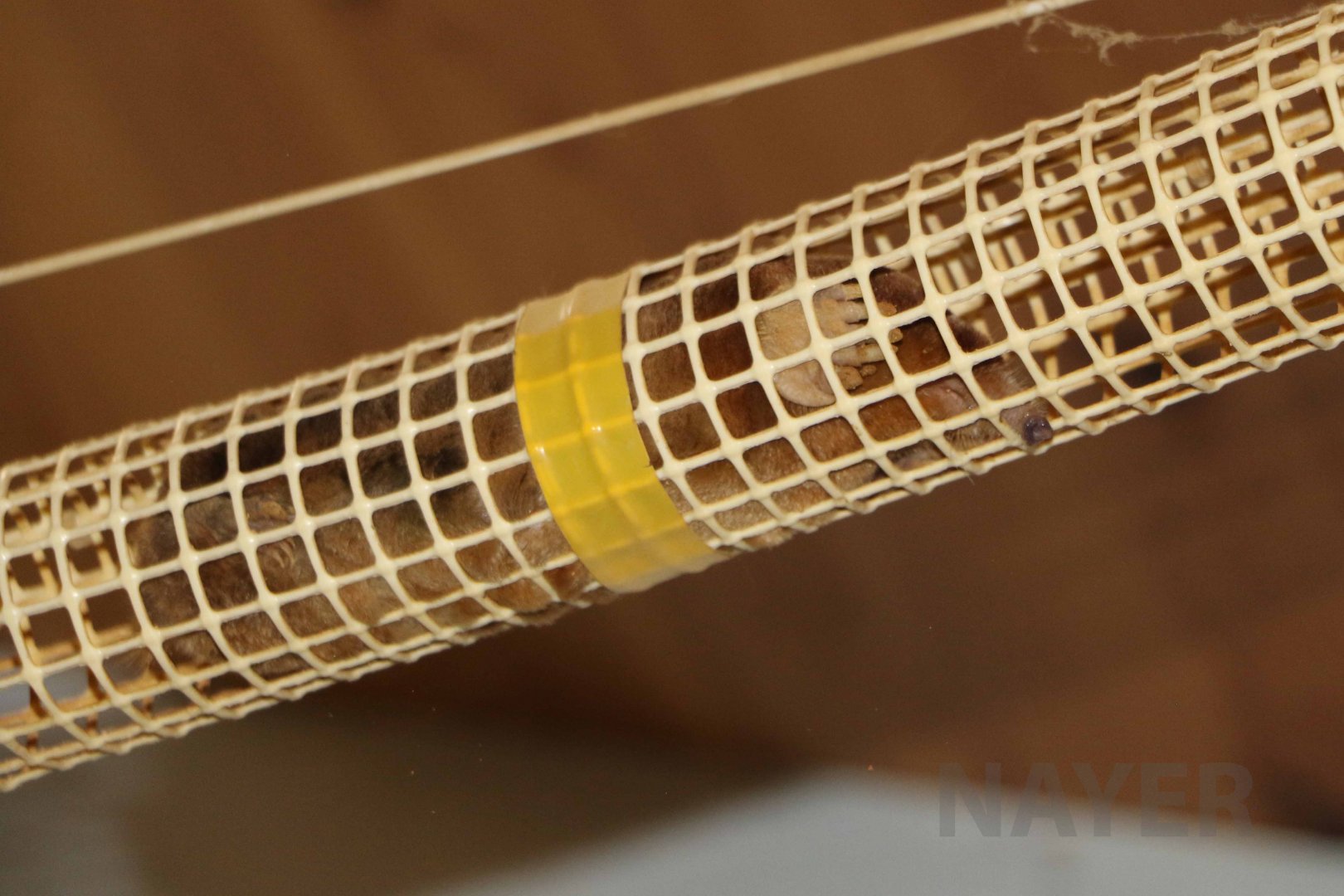 Japanese mole, October 2017