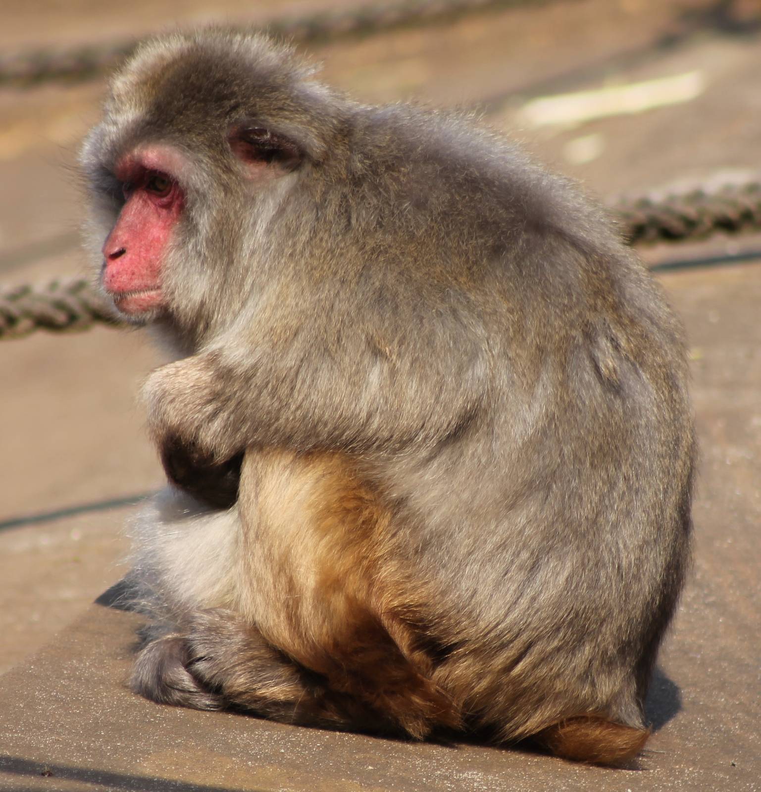 Japanese monkey