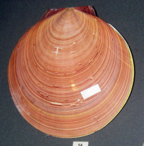 Japanese Moon Scallop (Amusium japonicum)