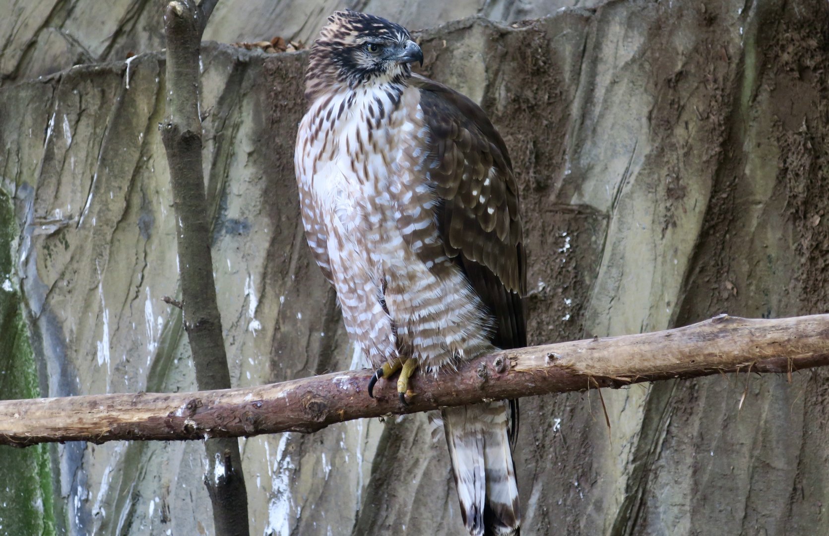 Japanese Mountain Hawk-Eagle (Nisaetus nipalensis orientalis)