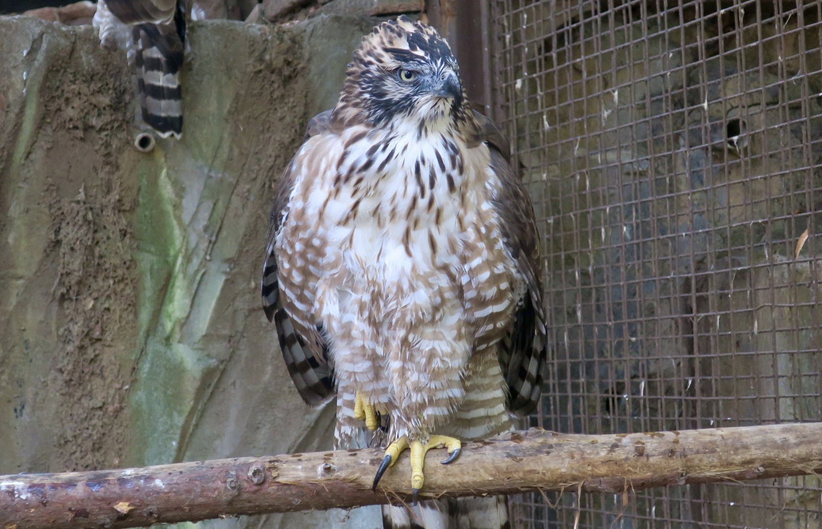 Japanese Mountain Hawk-Eagle (Nisaetus nipalensis orientalis)