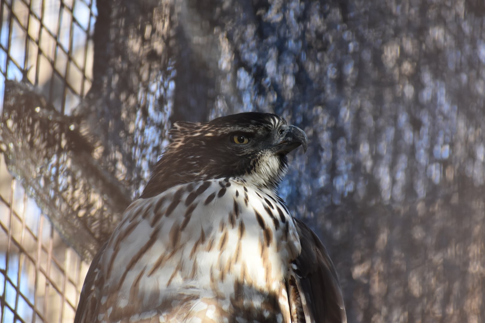 Japanese Mountain Hawk Eagle