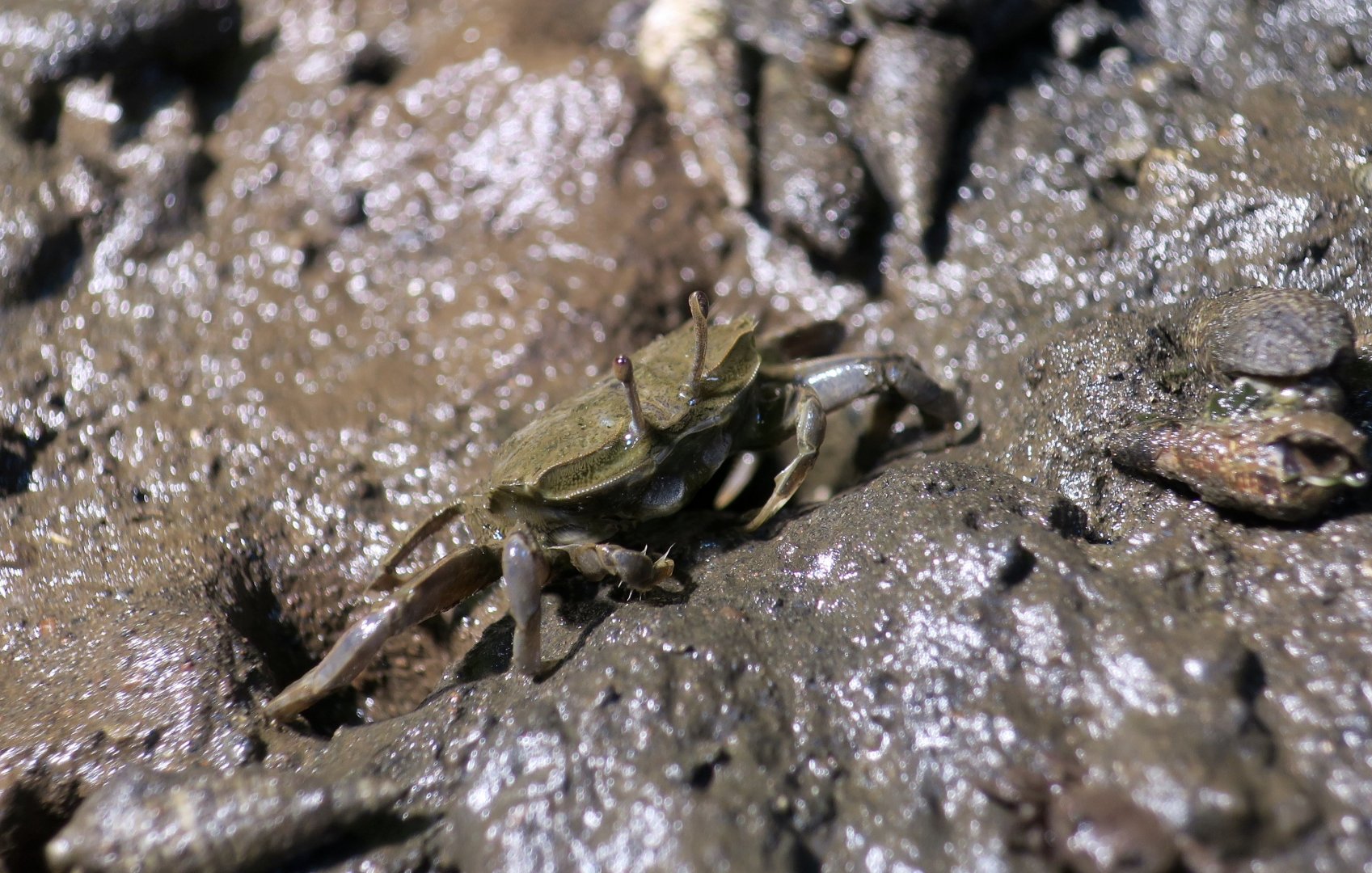 Japanese Mud Crab (Macrophthalmus japonicus)