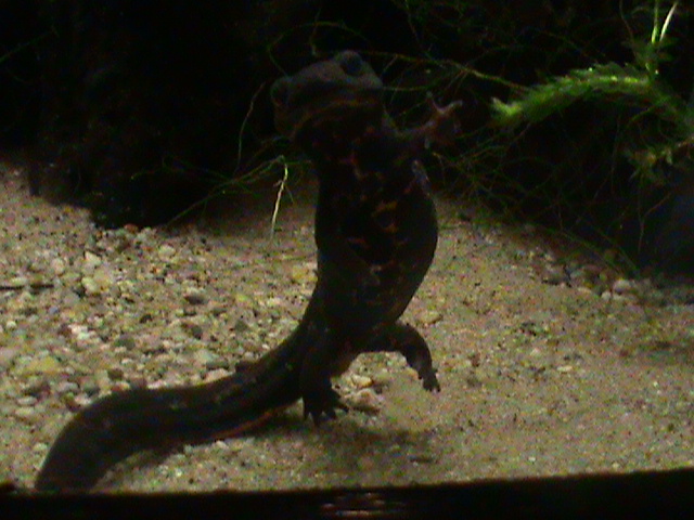 japanese newt 070511