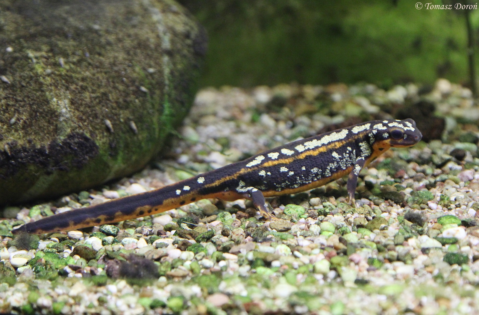 Japanese Newt (Cynops ensicauda popei), July 2015