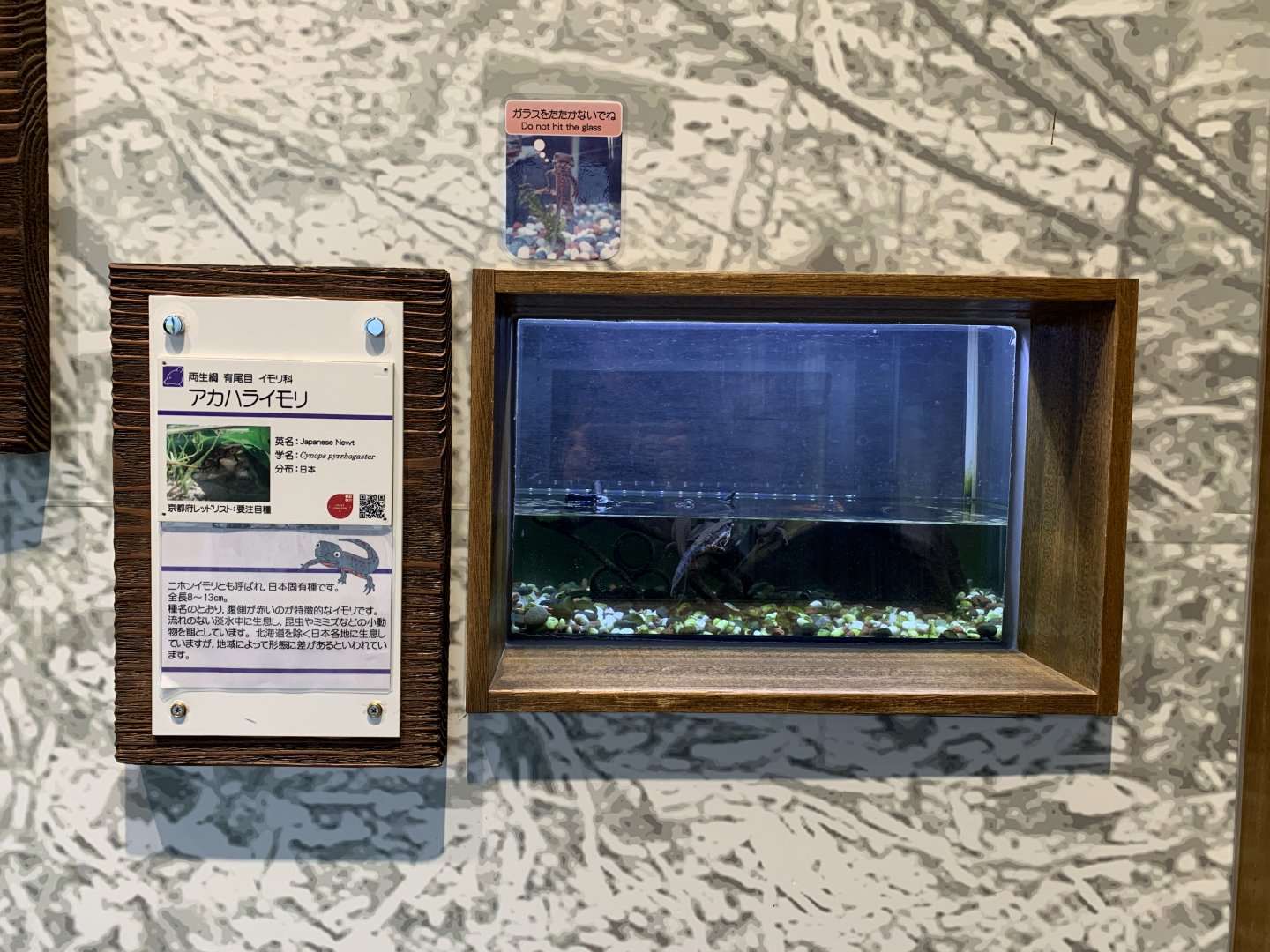 Japanese Newt Exhibit