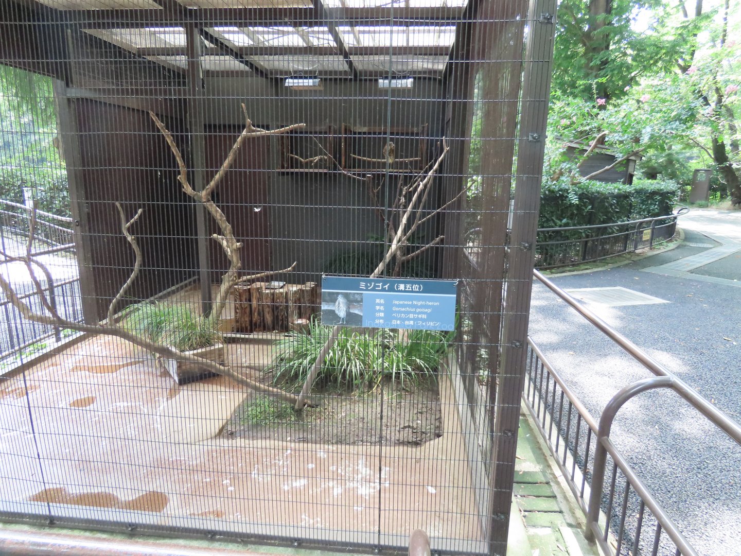 Japanese night heron exhibit