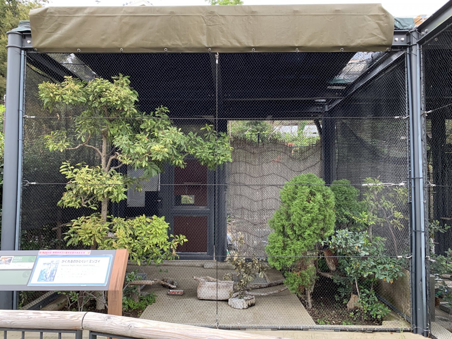 Japanese Night-heron Exhibit