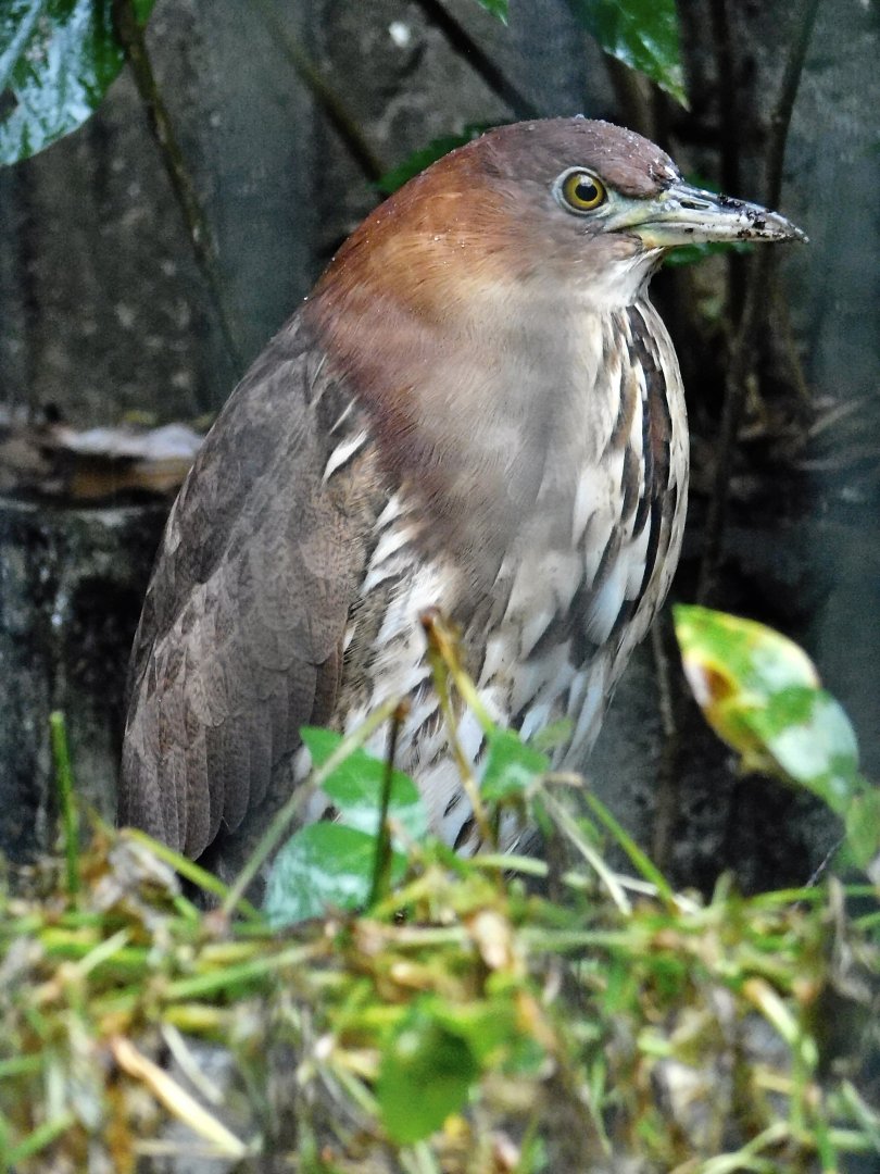 Japanese Night Heron (Gorsachius goisagi) October 11, 2025