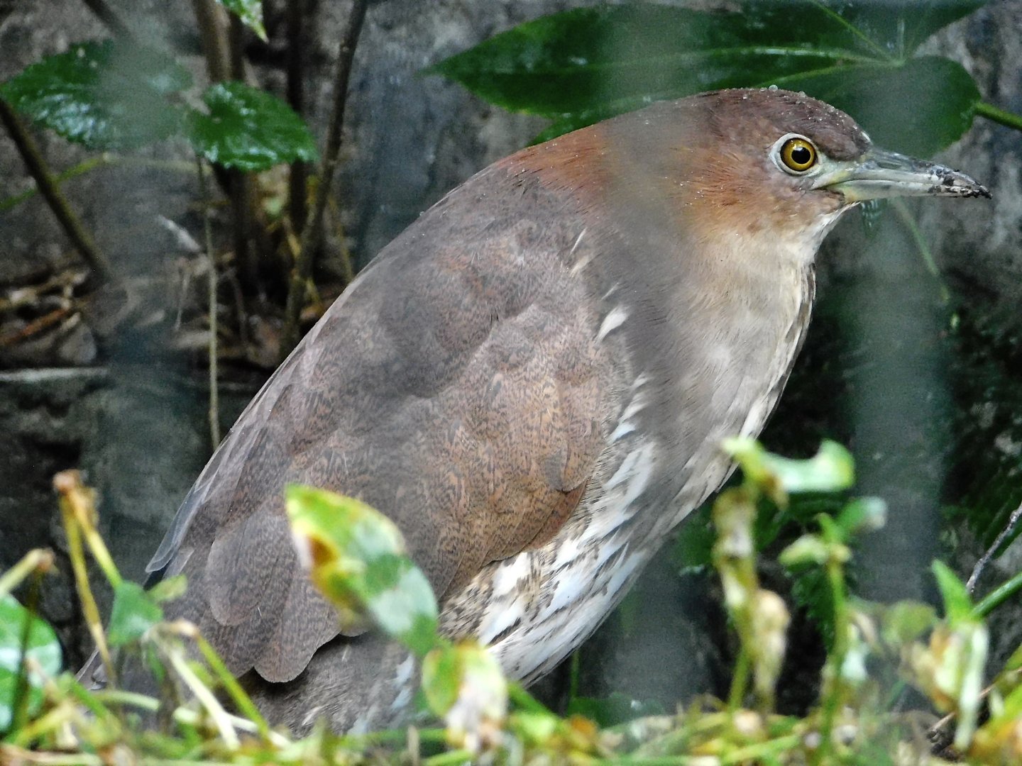 Japanese Night Heron (Gorsachius goisagi) October 11, 2025