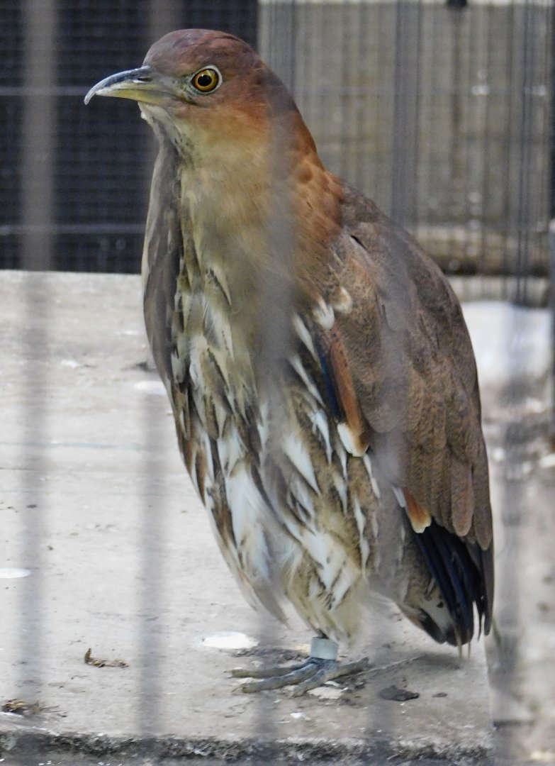 Japanese Night Heron (Gorsachius goisagi) October 4, 2025