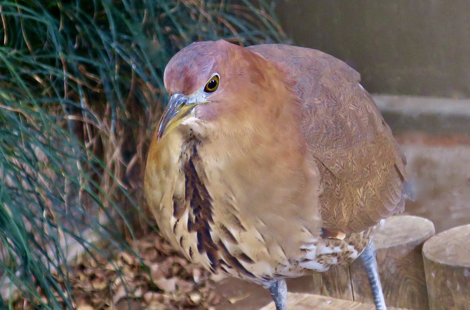 Japanese Night Heron (Gorsachius goisagi)
