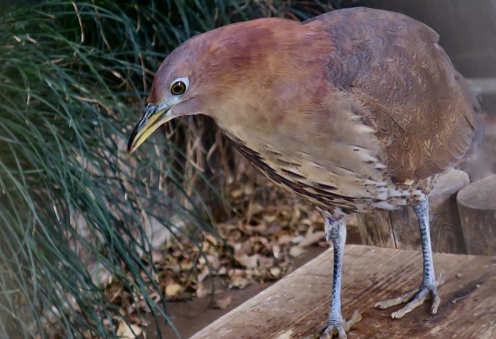 Japanese Night Heron (Gorsachius goisagi)