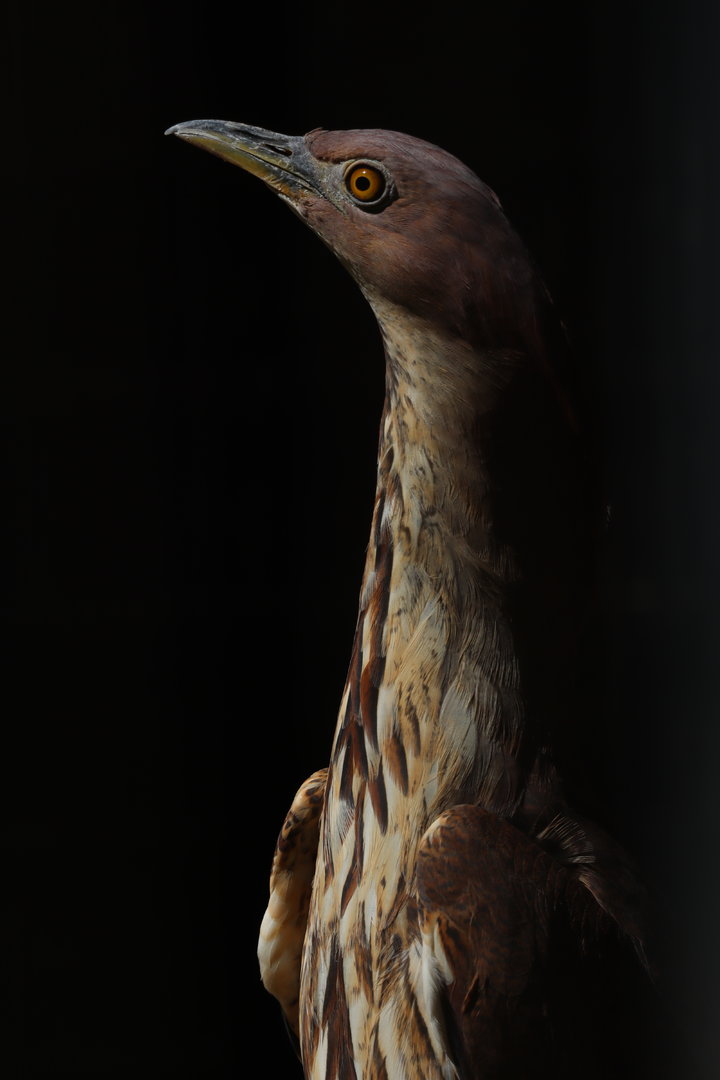 Japanese night heron (Gorsachius goisagi)