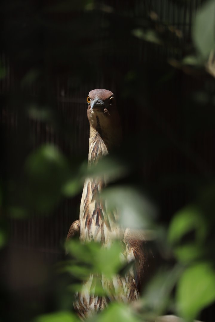 Japanese night heron (Gorsachius goisagi)